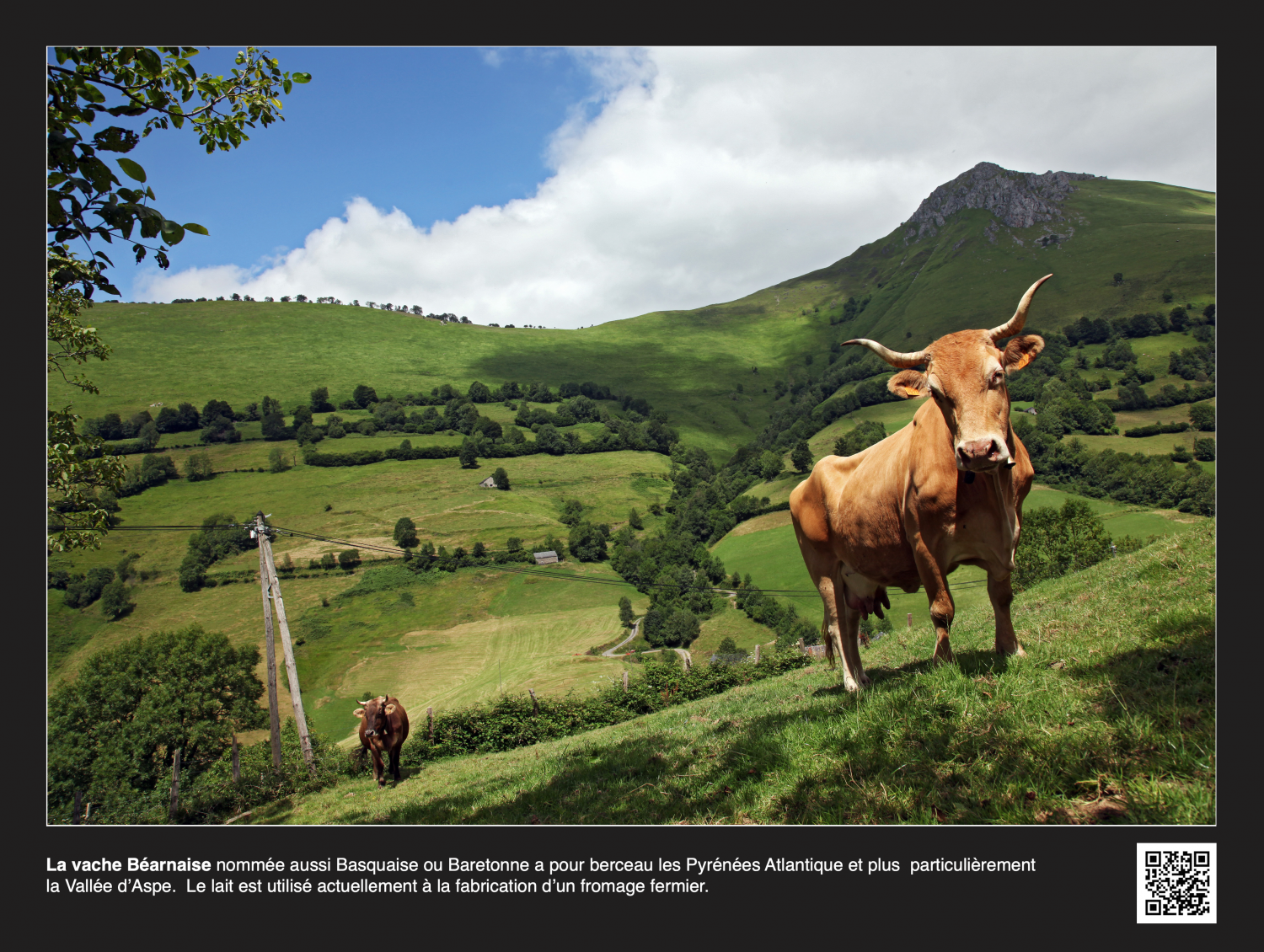 EXPO PHOTO RACES DE VACHES DE FRANCE