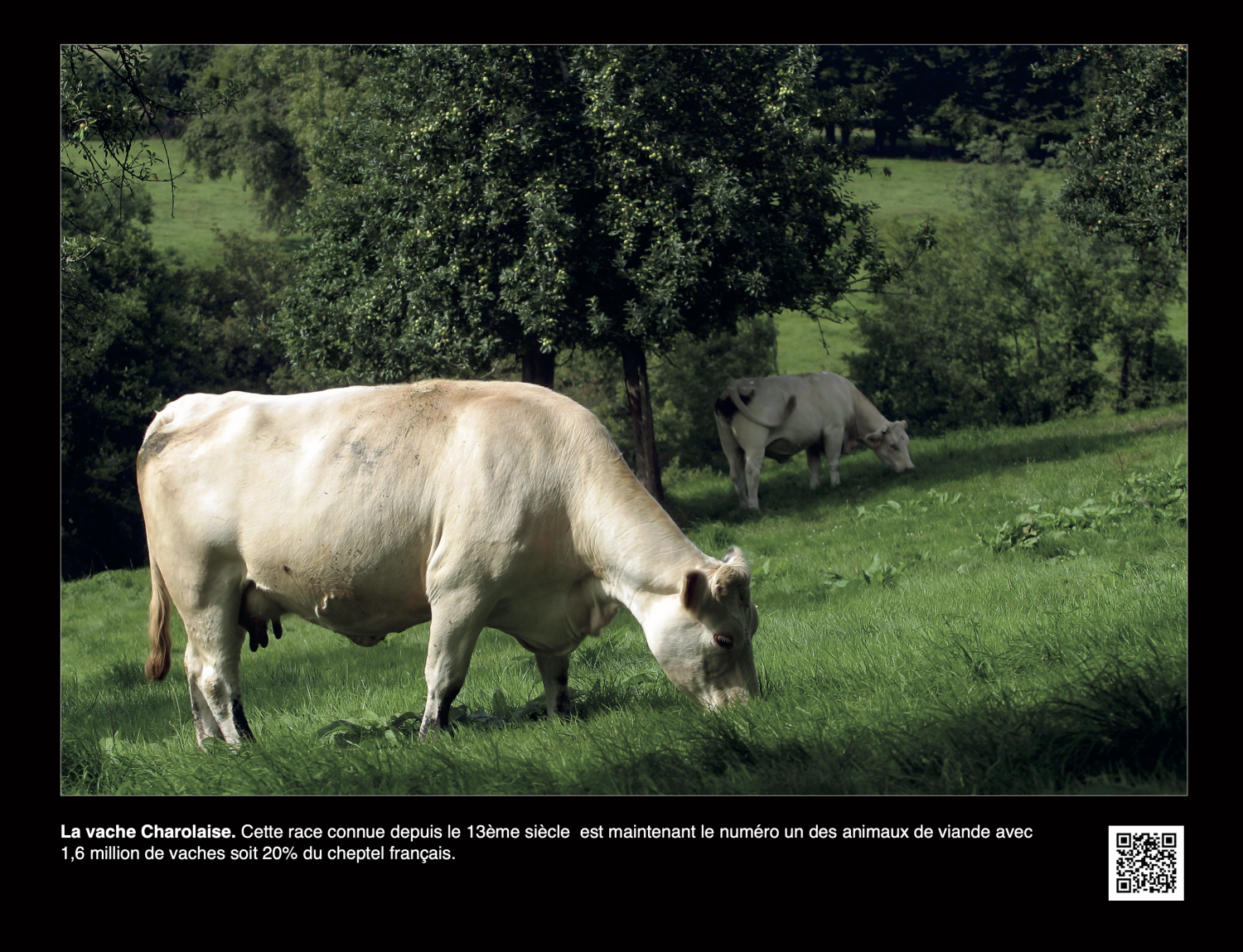 EXPO PHOTO RACES DE VACHES DE FRANCE