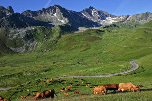 paysage vache alpes